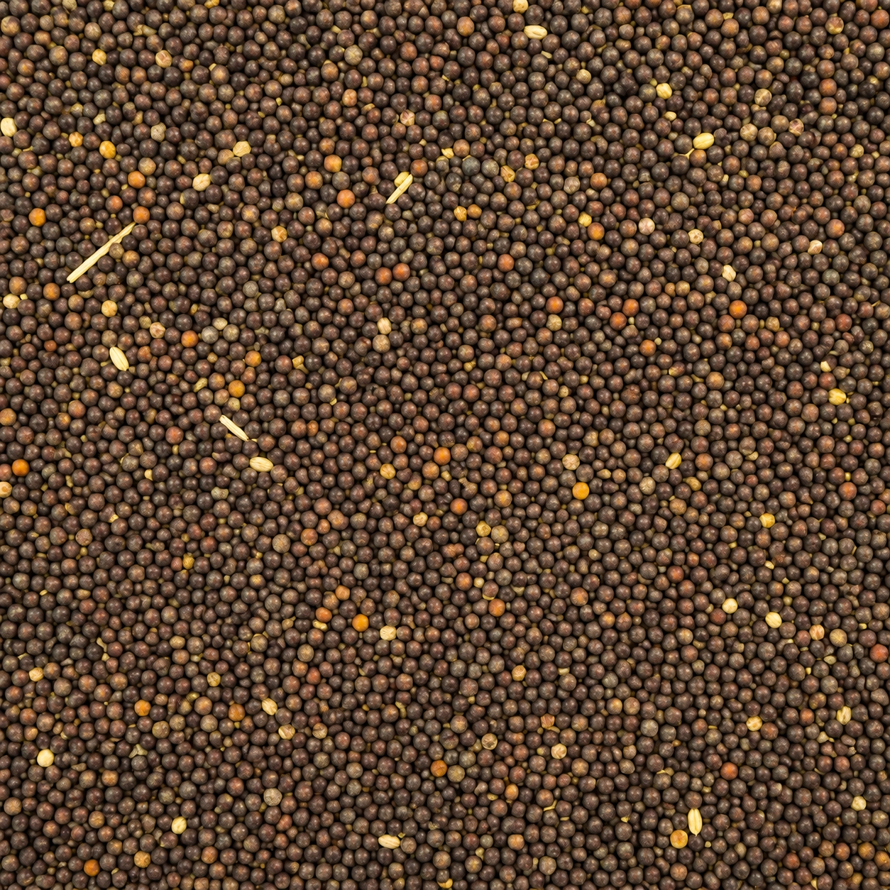 Canola seeds